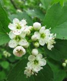 Crataegus sanguinea