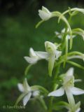 Platanthera bifolia