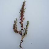 Rumex marschallianus