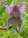 Lamium purpureum