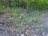 Sedum reflexum