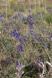 Delphinium longipedunculatum. Аспект цветущих растений. Южный Казахстан, нижний Боролдай, лощина Акжар. 04.06.2012.