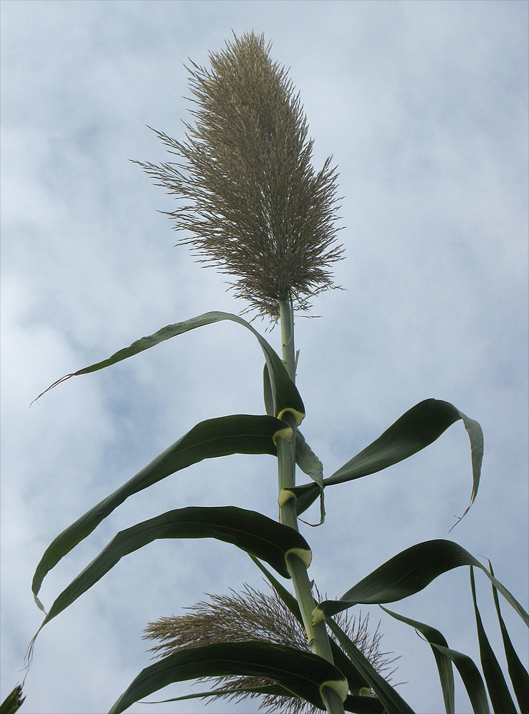 Изображение особи Arundo donax.