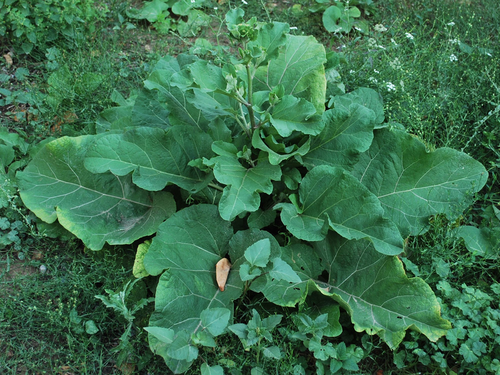 Изображение особи Arctium leiospermum.