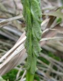 Cirsium oleraceum. Часть разворачивающегося листа. Костромская обл., Кологривский р-н, заповедник \"Кологривский лес\", минератрофное болото в пойме р. Вонюх. 6 июня 2013 г.