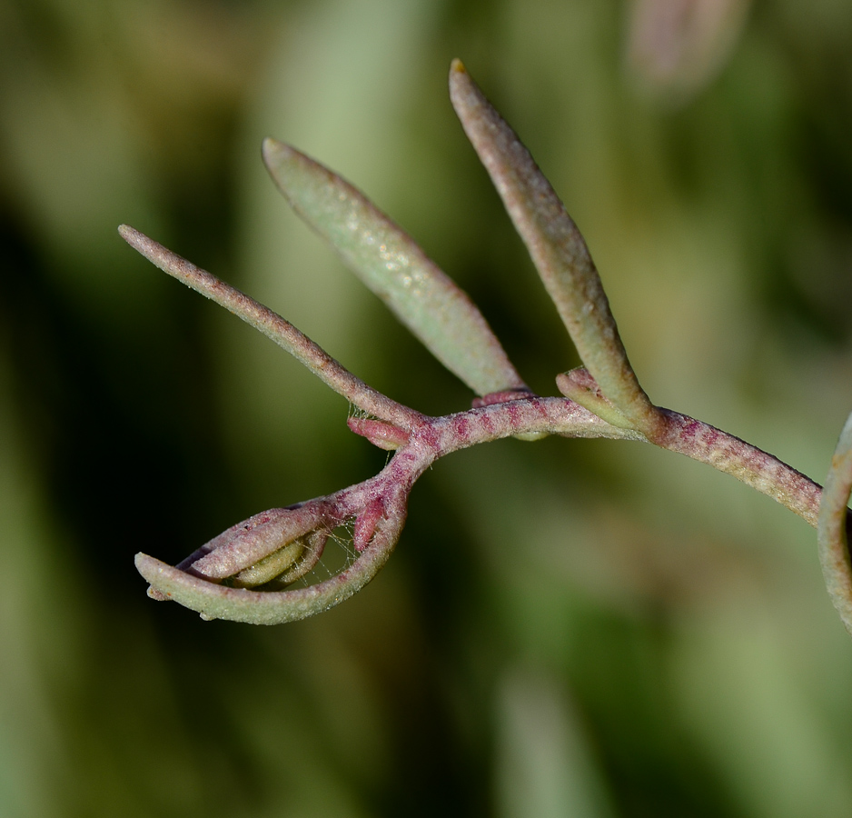 Изображение особи Halimione portulacoides.