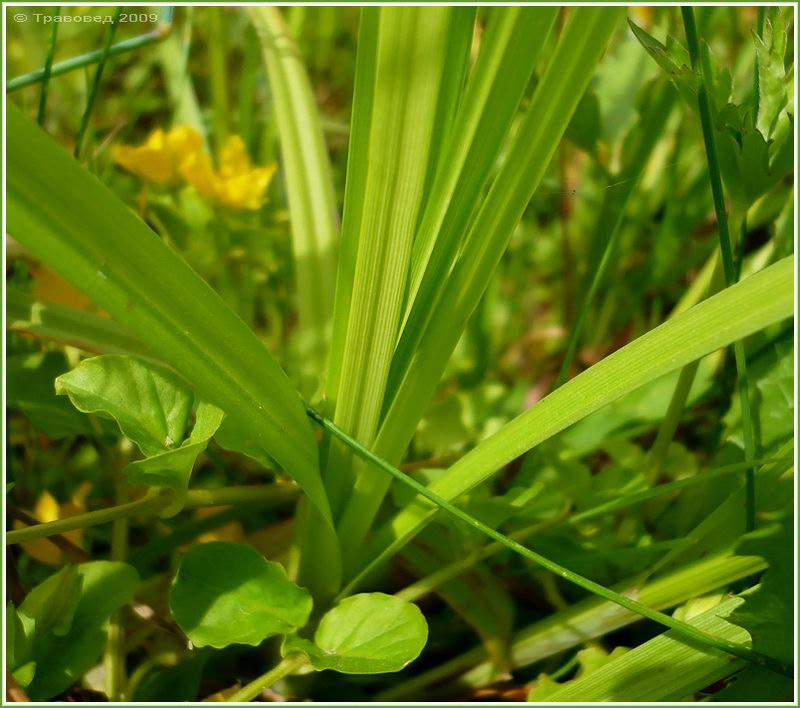 Изображение особи Carex vulpina.