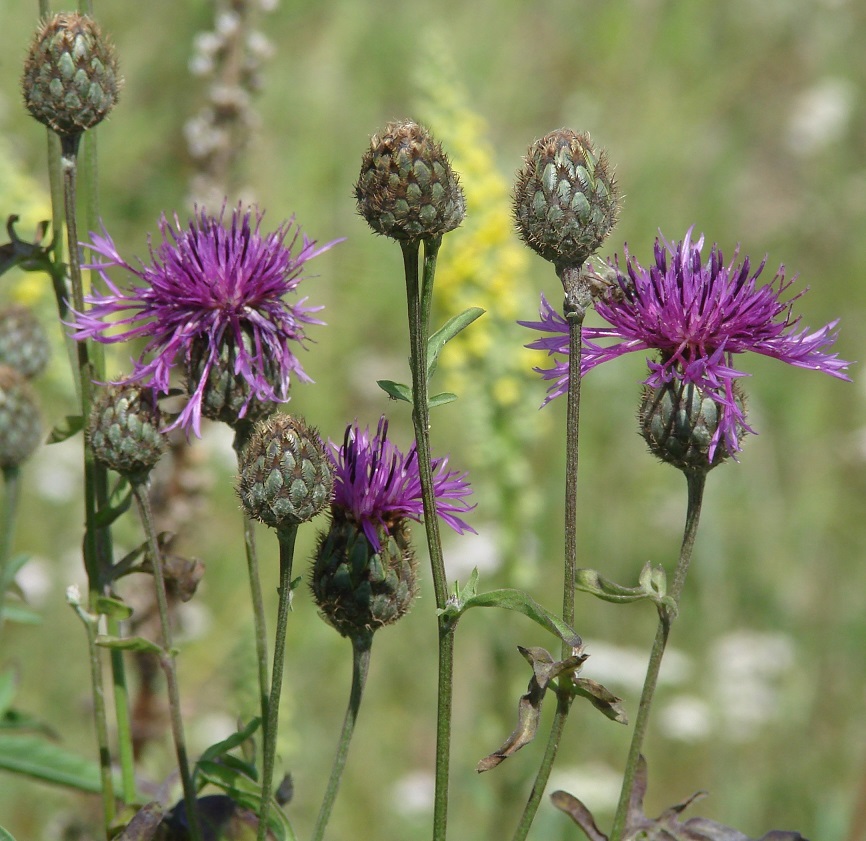 Изображение особи Centaurea scabiosa.