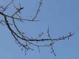 Prunus serrula. Ветка. Германия, г. Дюссельдорф, Ботанический сад университета. 13.03.2014.