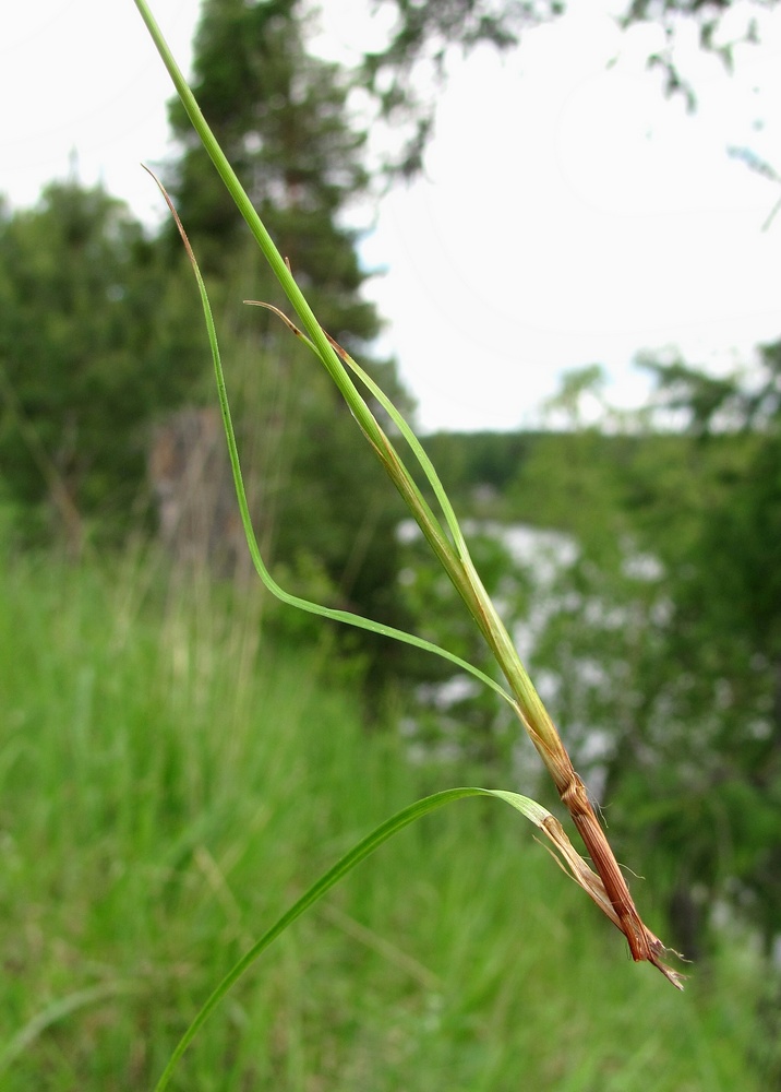 Изображение особи Carex rhizina.