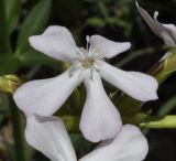 Saponaria officinalis