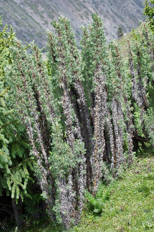 Изображение растения Caragana jubata.