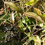 Ligustrum vulgare