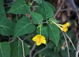 Mirabilis jalapa