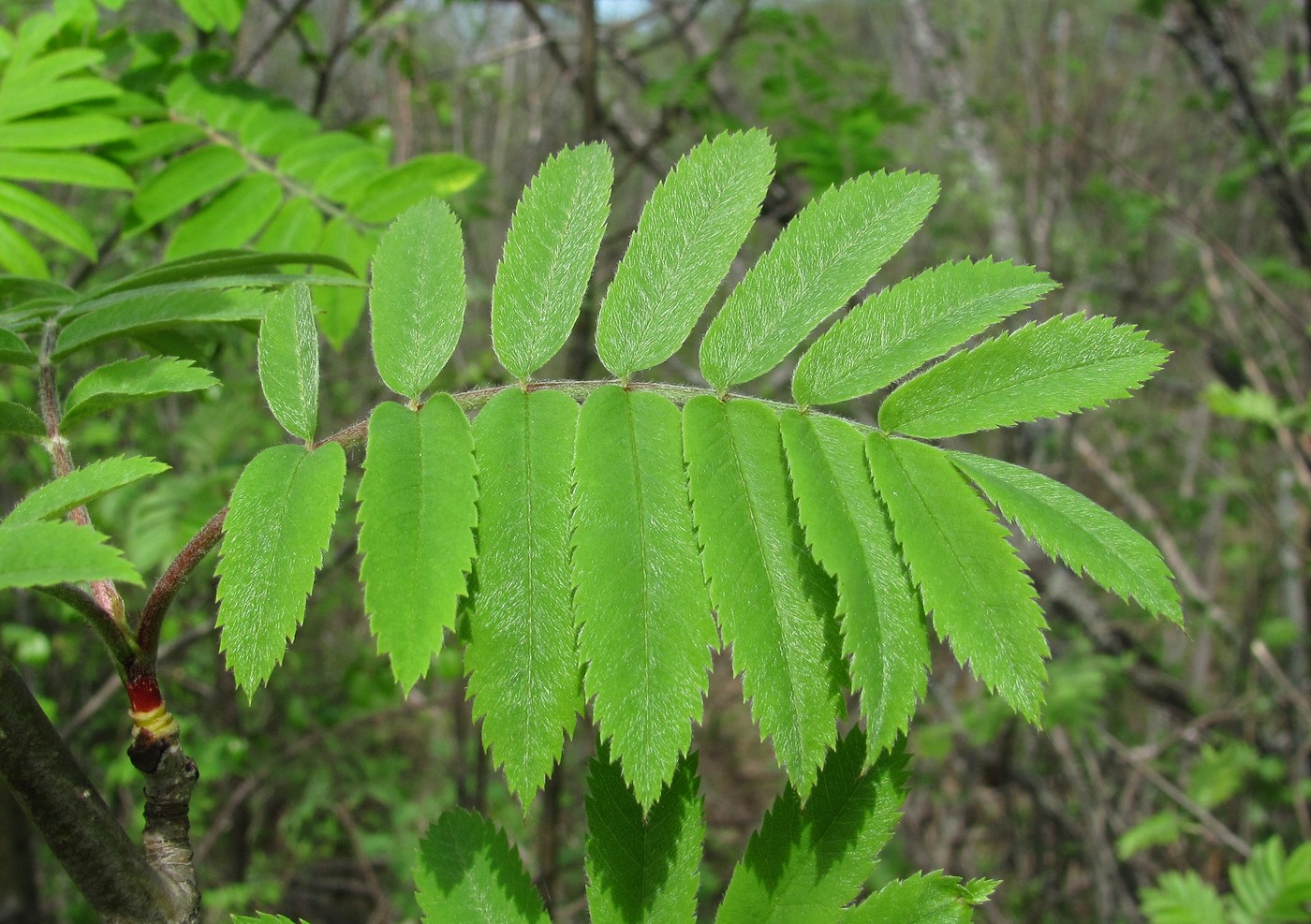 Изображение особи Sorbus aucuparia.