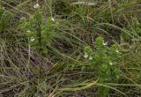 Euphrasia maximowiczii