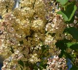 Syringa vulgaris