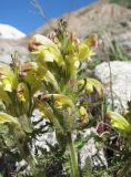 Pedicularis chroorrhyncha