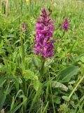 Dactylorhiza × aschersoniana. Цветущее растение. ФРГ, земля Северный Рейн-Вестфалия, р-н Ойскирхен, окр. г. Бланкенхайм, разнотравный луг на склоне с выходами грунтовых вод. 28 мая 2010 г.