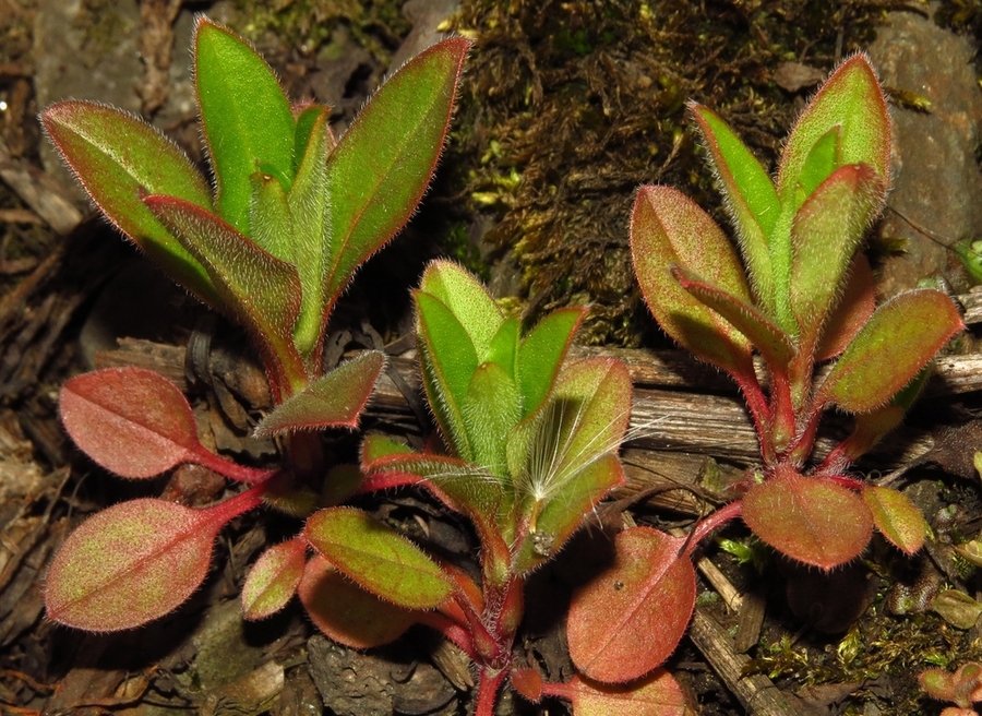 Image of Myosotis sparsiflora specimen.