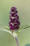 Prunella vulgaris. Соцветие. Нижегородская обл., Кстовский р-н, окр. с. Семеть, окраина смешанного леса. 22.06.2017.