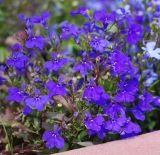 Lobelia erinus