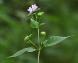 Phlomoides maximowiczii