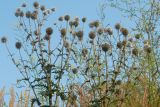 Echinops sphaerocephalus