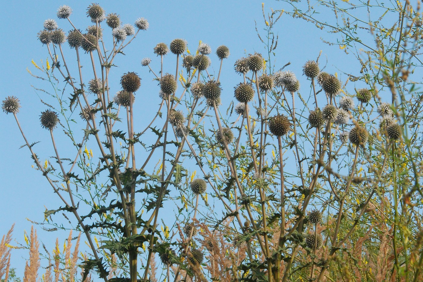 Изображение особи Echinops sphaerocephalus.