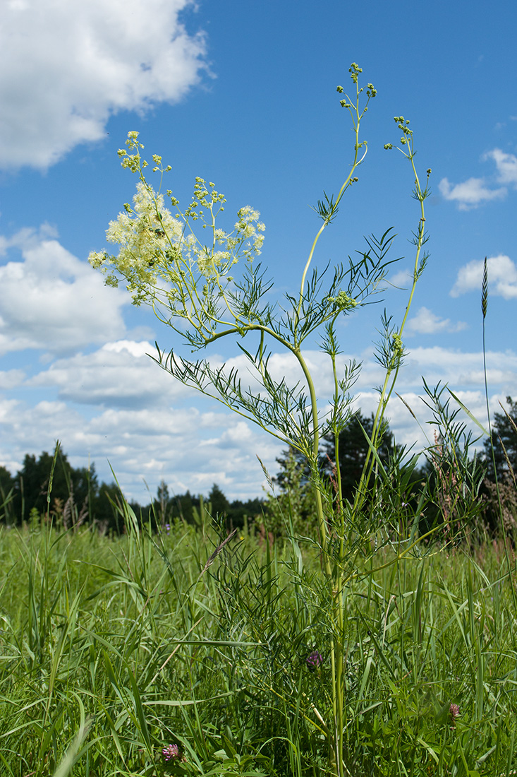 Изображение особи Thalictrum lucidum.