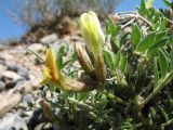 род Astragalus