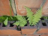 Athyrium monomachii