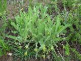 Astragalus anisomerus