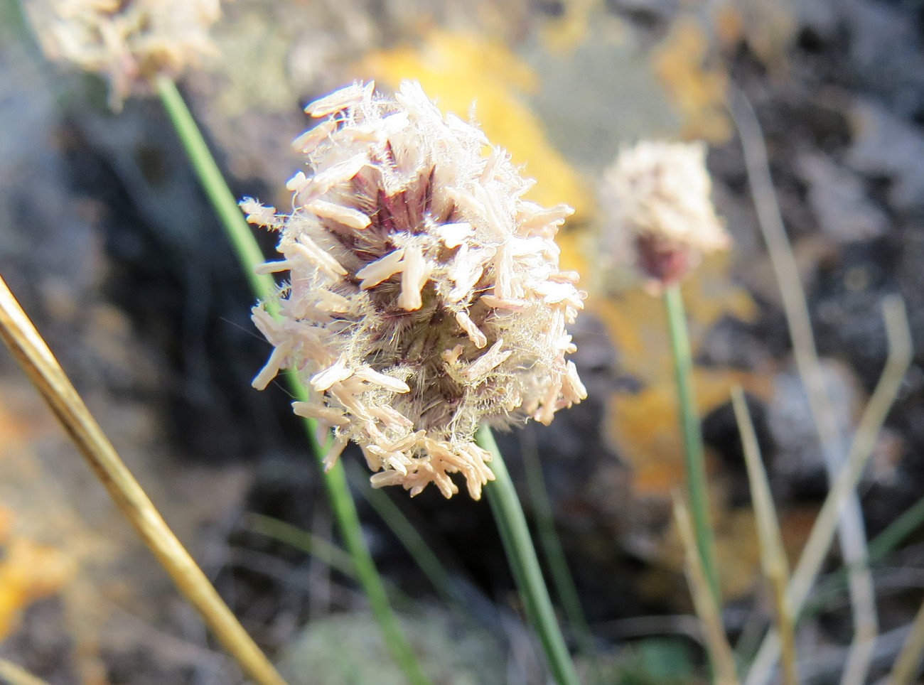 Изображение особи Alopecurus alpinus.