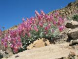 Astragalus schrenkianus