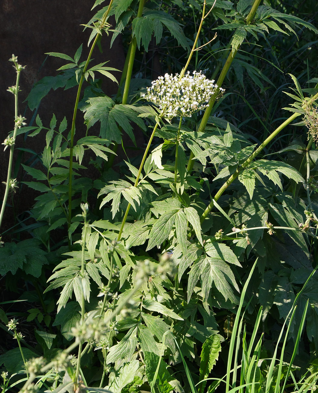 Изображение особи Valeriana dubia.