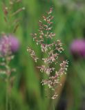 Agrostis tenuis