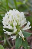 Trifolium canescens. Соцветие. Карачаево-Черкесия, Зеленчукский р-н, окр. пос. Архыз, хребет Абишира-Ахуба, правый берег р. Кызылчук чуть выше устья, 2190 м н.у.м., субальпийский луг. 31.07.2018.