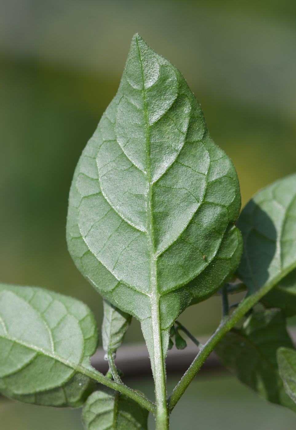 Изображение особи род Solanum.