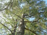 Betula pendula. Крона старого дерева (посажено ещё во время существования хутора). Тверская обл., Весьегонский р-н, хут. Спас-Реня, окраина луга. 26 августа 2018 г.