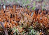 Polytrichum juniperinum. Обожжённые гаметофиты. Московская обл., г. Электрогорск, западный берег Стахановского оз., заросли вторичного древостоя. 03.05.2020.