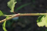 Persicaria bungeana