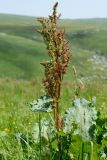 Rumex alpinus. Верхушка побега с соцветием. Адыгея, Кавказский биосферный заповедник, плато Лаго-Наки, 2030 м н.у.м., субальпийский луг. 04.07.2020.