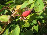 Cuscuta lupuliformis. Части побегов с соцветиями (паразитирует на Rosa acicularis). Томск, берег старичного озера, заросли кустарников. 04.08.2020.