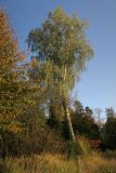 Betula pendula. Старое дерево на склоне холма. Московская обл., г. Истра, Новоиерусалимский монастырь, Гефсиманский сад, лесопарковая зона у скита патриарха Никона. 22.09.2020.