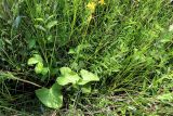 Ligularia lydiae