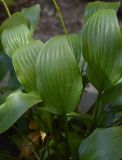 Hosta fortunei