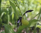 Cypripedium calceolus