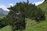 Pinus sylvestris подвид hamata. Вегетирующее растение. Республика Ингушетия, Джейрахский р-н, окр. ур. Исмаил-Ков, на тропе, проходящей через остепненный луг. 21 июня 2022 г.