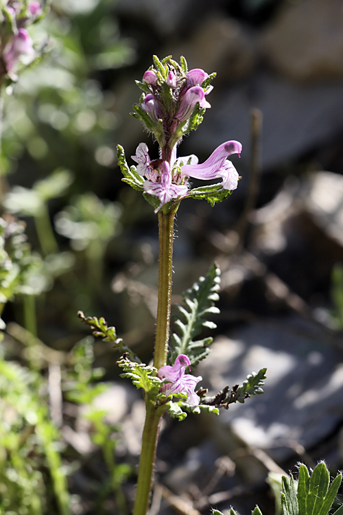 Изображение особи Pedicularis korolkowii.